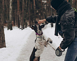 Собаки в Москве: Идеальная собака в дар Девочка, Бесплатно - фото 5