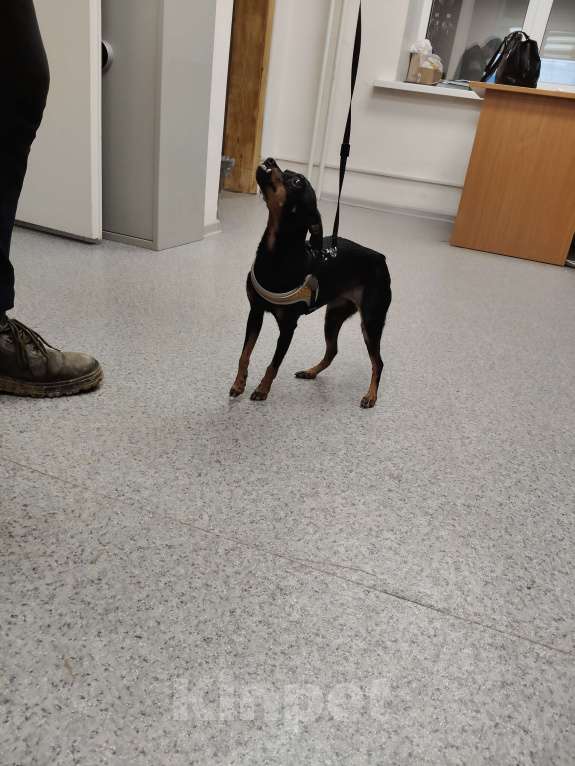 Собаки в Екатеринбурге: Найдена собака карликовый пинчер девочка Девочка, Бесплатно - фото 2