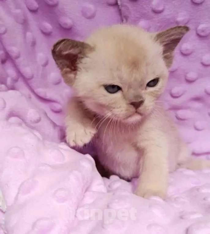 Кошки в Саратове: Шоколадные котята питомника Almira RU Разнополые, 75 000 руб. - фото 3