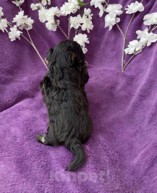 Собаки в Москве: Йорк без перецвета в сталь мальчик чёрный Мальчик, 50 000 руб. - фото 3