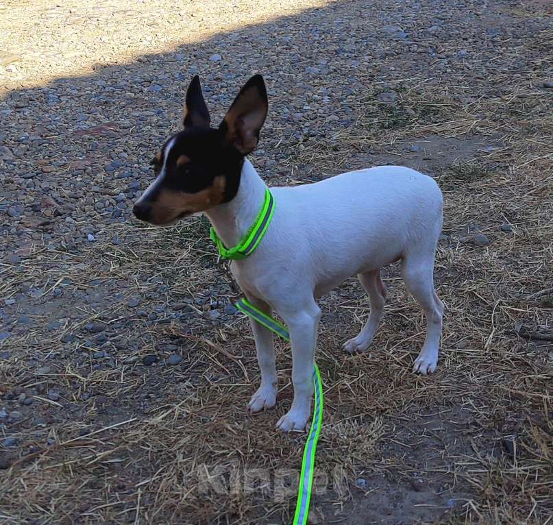 Собаки в Краснодаре: Щенок той фокстерьер Девочка, Бесплатно - фото 4