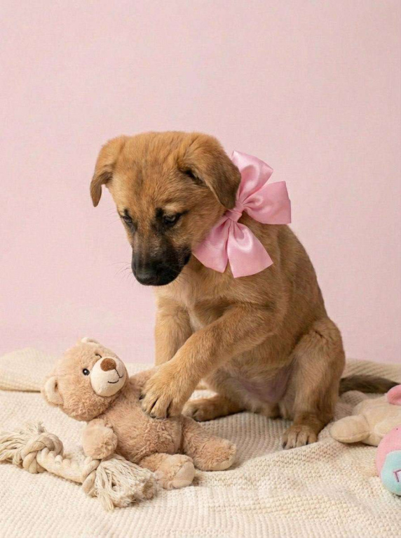 Собаки в Москве: Щенок Лика ищет дом Девочка, Бесплатно - фото 4