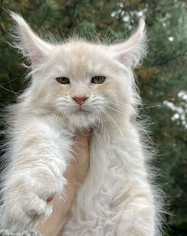 Объявление: Мейн Кун котята, 60 000 руб., Санкт-Петербург