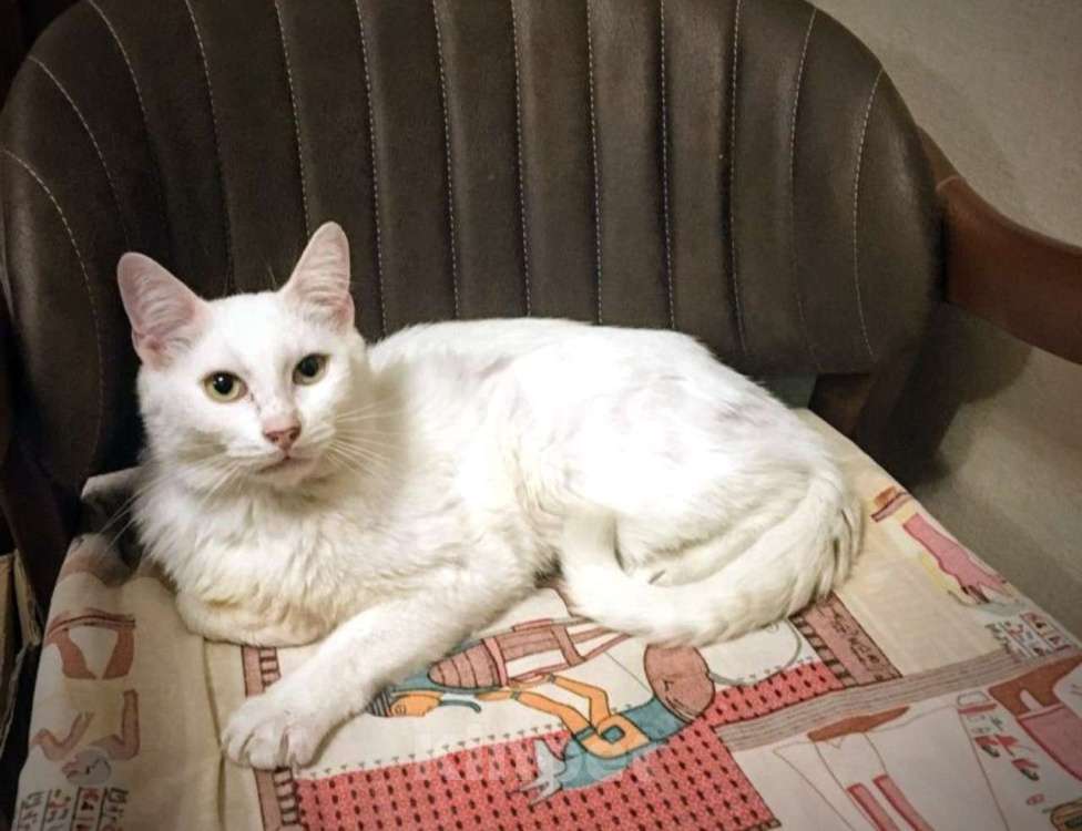 Кошки в Москве: Бедный Альбус. Белый кот в добрые руки. Мальчик, Бесплатно - фото 1