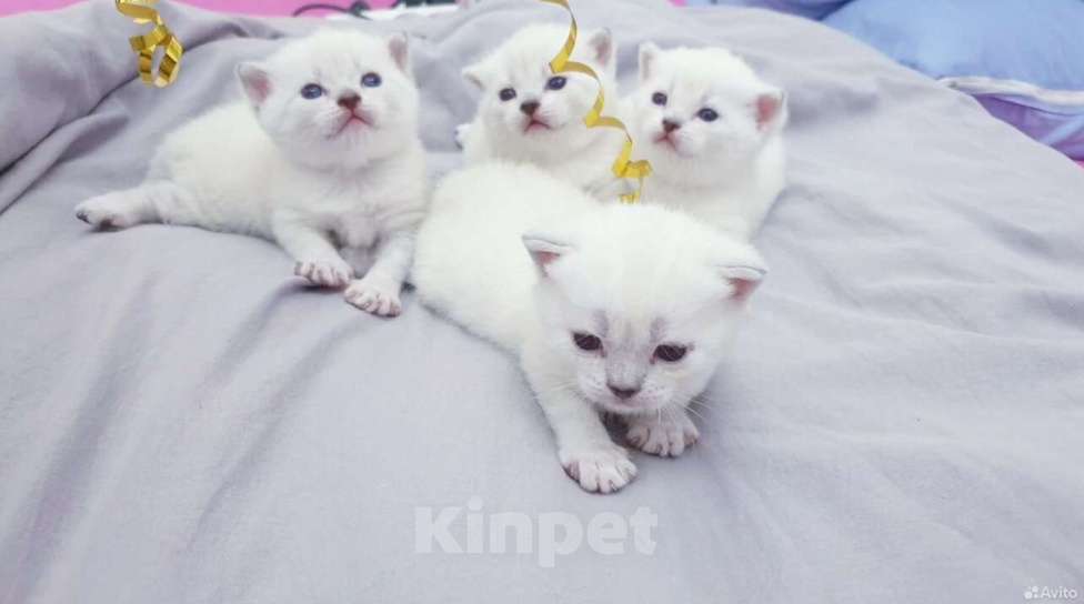 Кошки в Златоусте: Шотландский прямоухий Мальчик, 7 000 руб. - фото 4