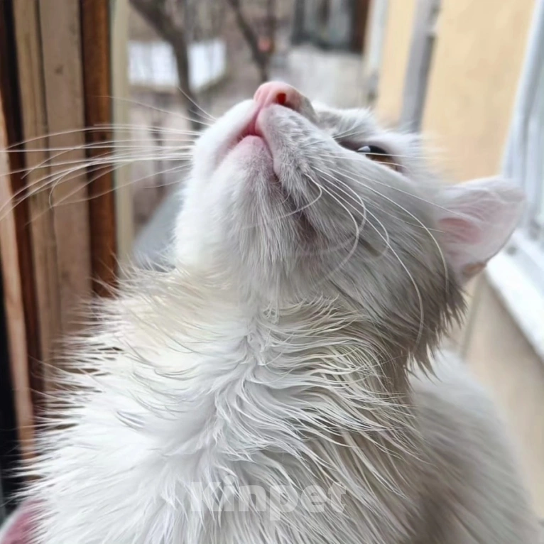 Кошки в Москве: Бяшу никто не замечает Мальчик, Бесплатно - фото 3