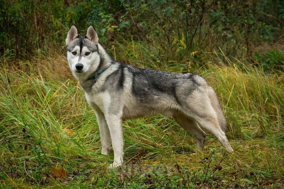 Собаки в Москве: Грому очень нужен дом  Мальчик, Бесплатно - фото 3