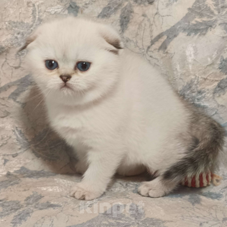 Кошки в Москве: Шотландская вислоухая девочка окрас поинт ( как сиамский ) Девочка, 50 000 руб. - фото 5