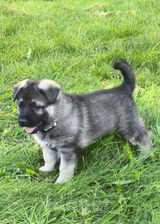 Собаки в других городах Московской области: Продаются щенки ВЕО Мальчик, 50 000 руб. - фото 5