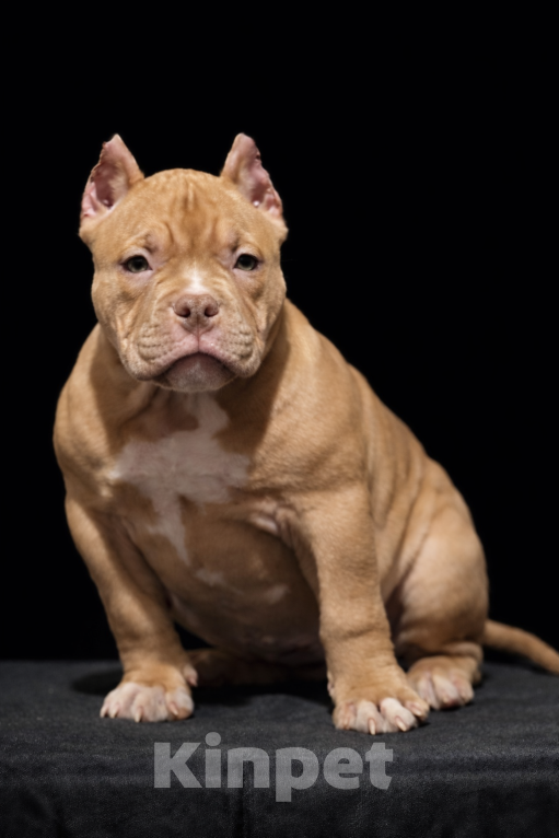 Собаки в Санкт-Петербурге: американский булли Девочка, Бесплатно - фото 1