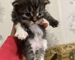 Кошки в Москве: Котята крохи Мальчик, Бесплатно - фото 6
