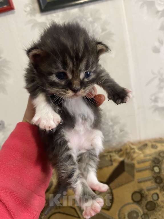 Кошки в Москве: Котята крохи Мальчик, Бесплатно - фото 6