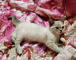 Кошки в Москве: Британские котята  Девочка, 10 000 руб. - фото 2