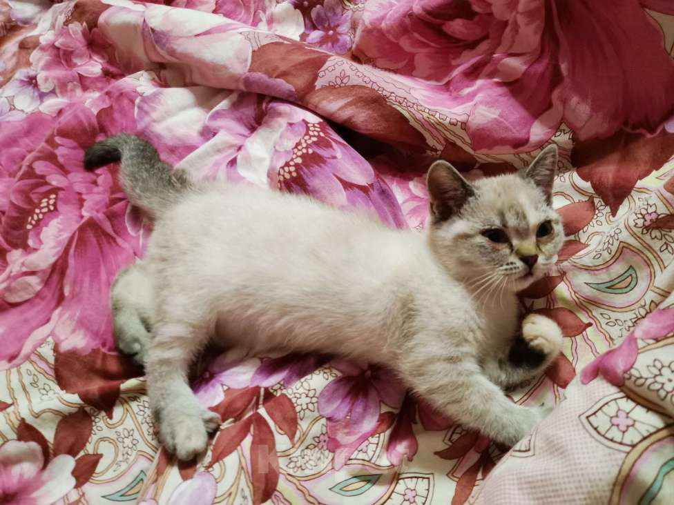 Кошки в Москве: Британские котята  Девочка, 10 000 руб. - фото 2