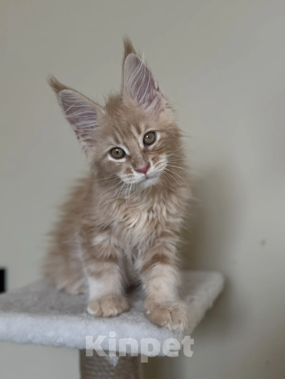 Кошки в Верхнем Салде: Роскошный котенок Мейн-кун с отличными породными данными (Шоу-класс) Мальчик, 60 000 руб. - фото 7