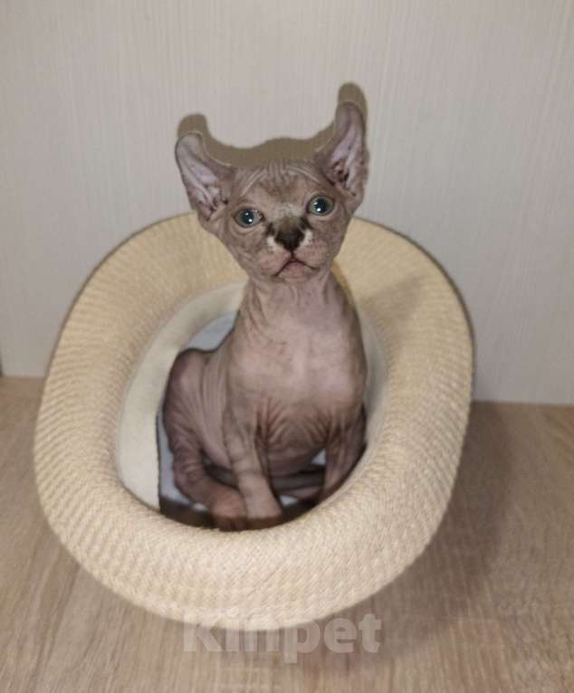 Кошки в Москве: Эльф девочка Девочка, 50 000 руб. - фото 3