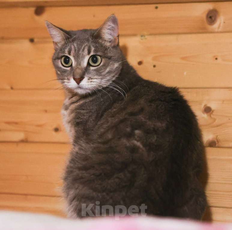 Кошки в Москве: Шикарные молодые котики и кошечки (1 г.) в дар Девочка, Бесплатно - фото 6