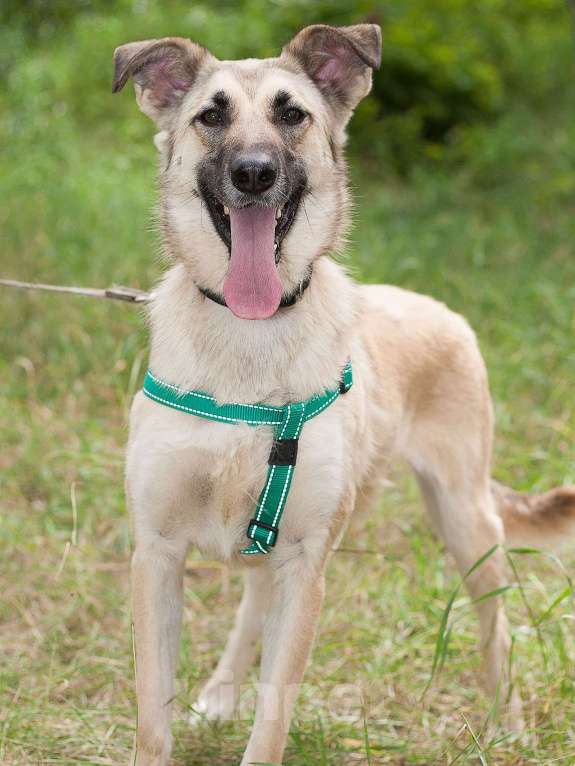 Собаки в Москве: Сестрёнка и брат ищут родителей Девочка, Бесплатно - фото 5