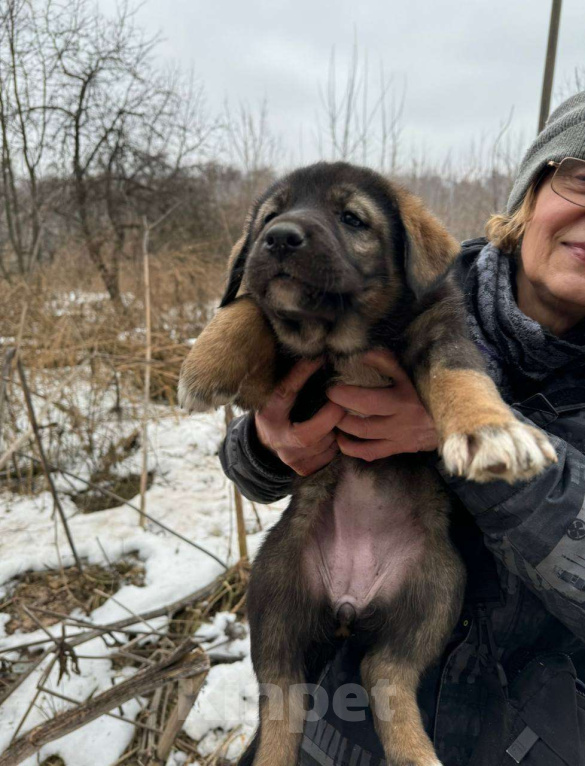 Собаки в Москве: Щенок девочка 2 мес ищет семью Девочка, Бесплатно - фото 3