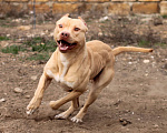 Собаки в Евпатории: Щенки американского питбультерьера Девочка, 100 000 руб. - фото 7