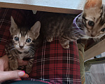 Кошки в Нижнем Новгороде: Бенгальские котята Девочка, Бесплатно - фото 7