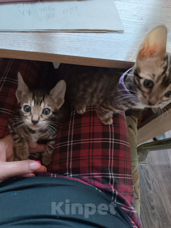 Кошки в Нижнем Новгороде: Бенгальские котята Девочка, Бесплатно - фото 7