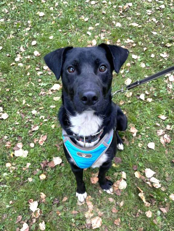 Собаки в Москве: Чаплин бывшедомашний пес в добрые руки Мальчик, Бесплатно - фото 1