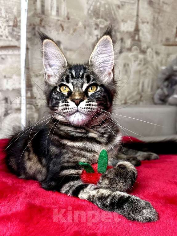 Кошки в Москве: Девочка черный мрамор Девочка, 60 000 руб. - фото 4