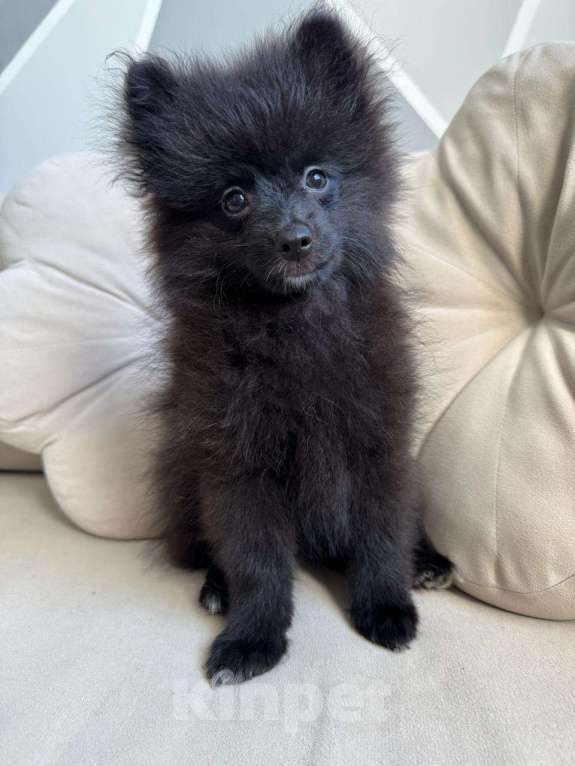 Собаки в Москве: Щенки померанского шпица редкий окрас! Девочка, 52 000 руб. - фото 5