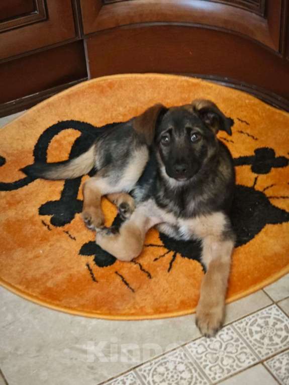 Собаки в Красногорске: Маленькая Николь 3 месяца в ищет дом  Девочка, Бесплатно - фото 5