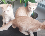 Кошки в Уфе: 3 котенка Мальчик, Бесплатно - фото 3
