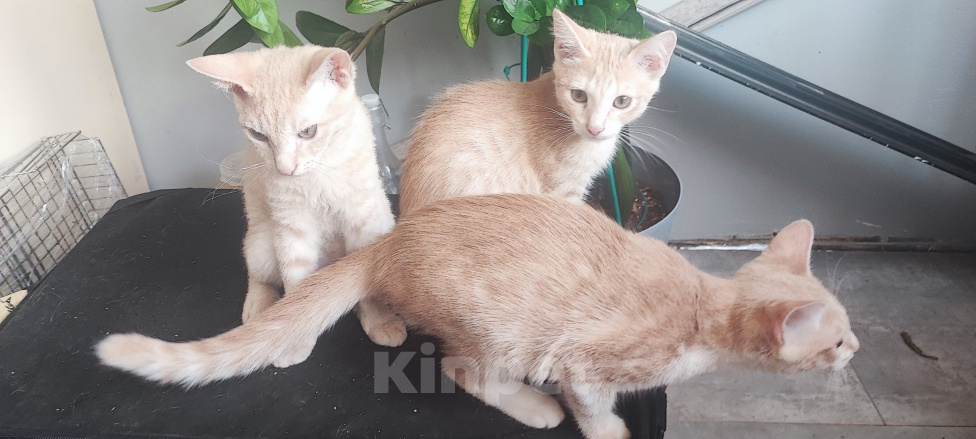 Кошки в Уфе: 3 котенка Мальчик, Бесплатно - фото 3