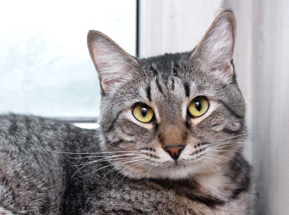 Кошки в Москве: Полосатый ласковый кот Шпрот в добрые руки Мальчик, 1 руб. - фото 9