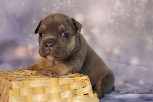 ММ ДАВИД КЬЯНТИ