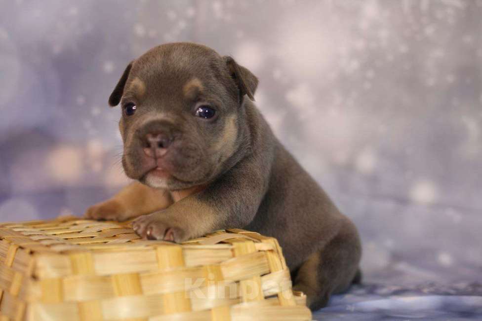 Собаки в Всеволожске: ММ ДАВИД КЬЯНТИ Мальчик, Бесплатно - фото 1