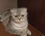 Кошки в Саратове: Ищу кошку Пусю Девочка, Бесплатно - фото 2