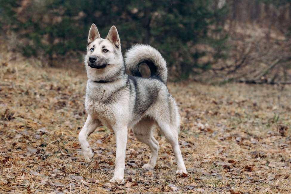 Собаки в других городах Московской области: Молоденькая хасочка, томится в вольере приюта Девочка, Бесплатно - фото 5