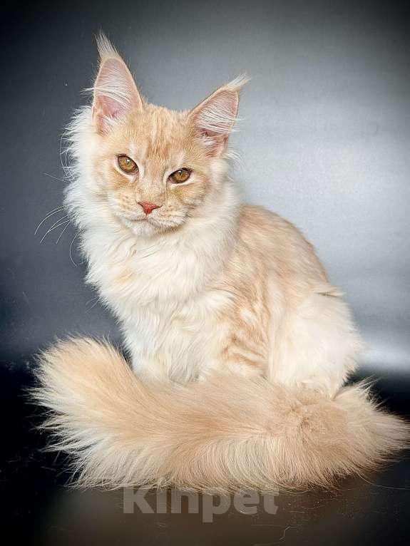 Кошки в Санкт-Петербурге: Мейн-кун котенок из питомника Мальчик, 60 000 руб. - фото 7