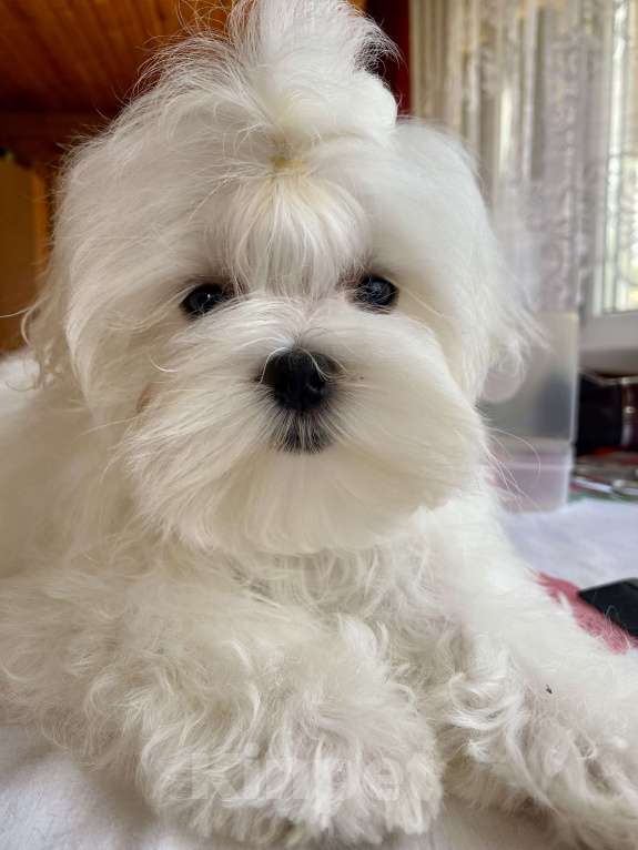 Собаки в Москве: Мальтезе мальчик мини 4 месяца  Мальчик, 100 000 руб. - фото 7