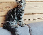 Кошки в Чите: Продается котенок мейнкун Мальчик, 30 000 руб. - фото 3