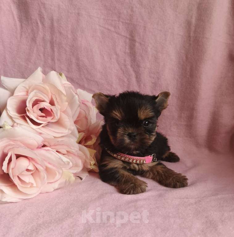 Собаки в Москве: Йоркширский терьер девочка Девочка, 45 000 руб. - фото 1