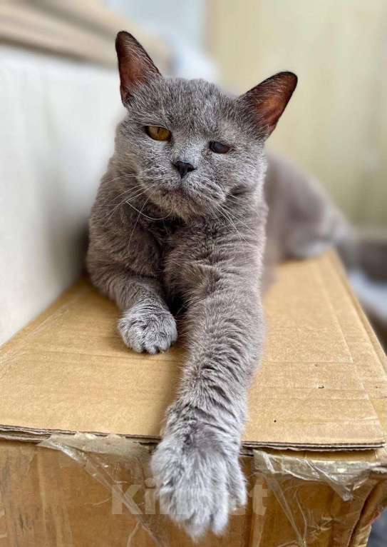 Кошки в Москве: Буся- бабуся кошка Девочка, Бесплатно - фото 2