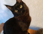 Кошки в Калуге: Правильный Мейн-кун может быть только черным, 5 000 руб. - фото 2