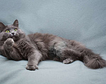 Кошки в Москве: Красивая кошка Лянка в добрые руки Девочка, 100 руб. - фото 3