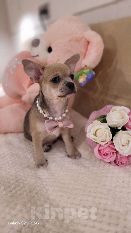 Собаки в Москве: девочка чихуахуа гш крупный стандарт Девочка, 60 000 руб. - фото 1