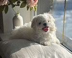 Собаки в Москве: Мальтезе мини девочка, 5 мес, 1 кг Девочка, 90 000 руб. - фото 5