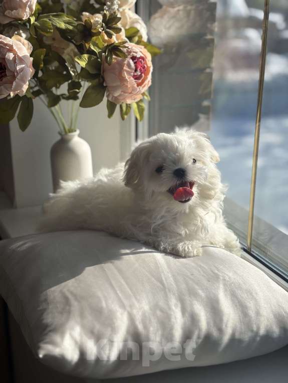 Собаки в Москве: Мальтезе мини девочка, 5 мес, 1 кг Девочка, 90 000 руб. - фото 5