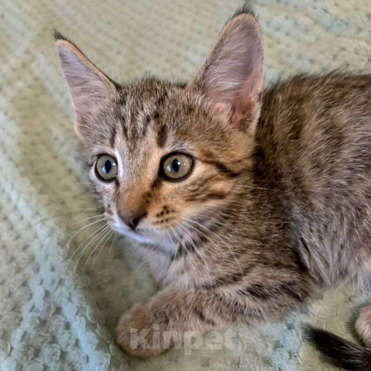 Кошки в Москве: Двухмесячный котенок Марсик Мальчик, Бесплатно - фото 2