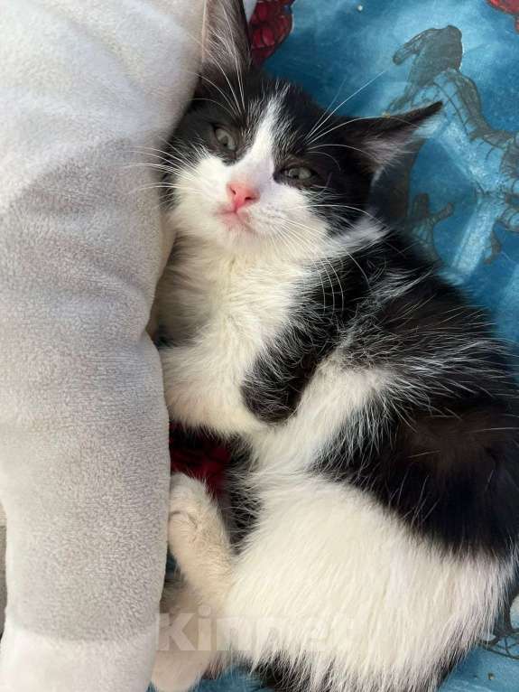 Кошки в Москве: Котята в добрые руки Девочка, Бесплатно - фото 5