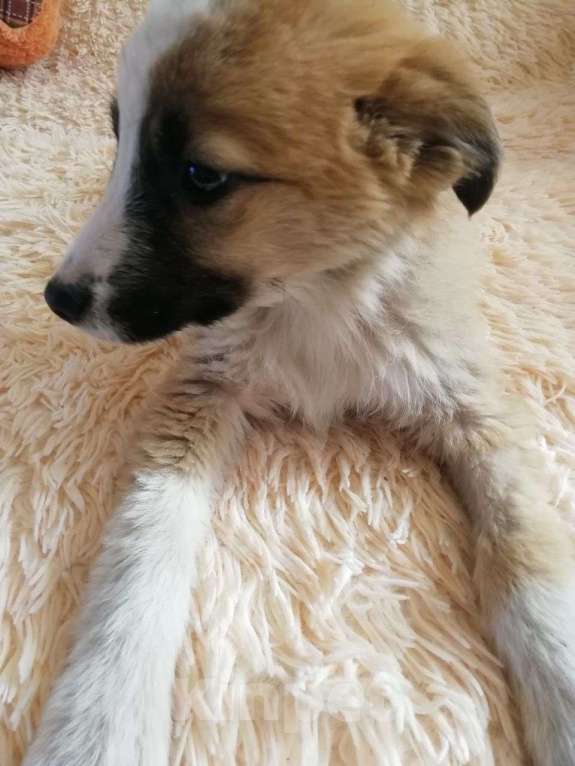 Собаки в Краснодаре: Бетховен Мальчик, Бесплатно - фото 3